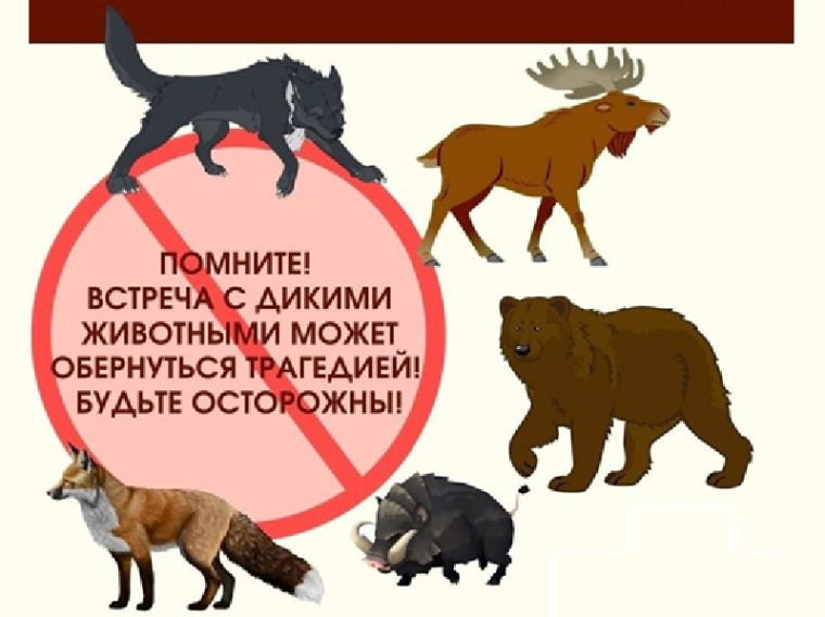 Правила поведения при встрече с дикими животными.